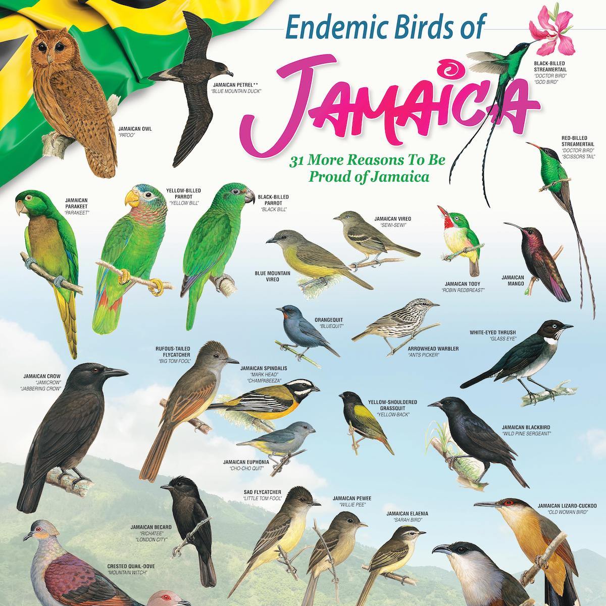 Endemic-Birds-of-Jamaica-Poster-2021-1200px-square.jpg