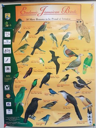 Endemic Birds of Jamaica poster