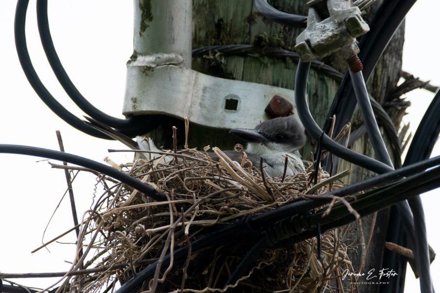 Gray-Kingbird-on-nest-Jerome-Foster