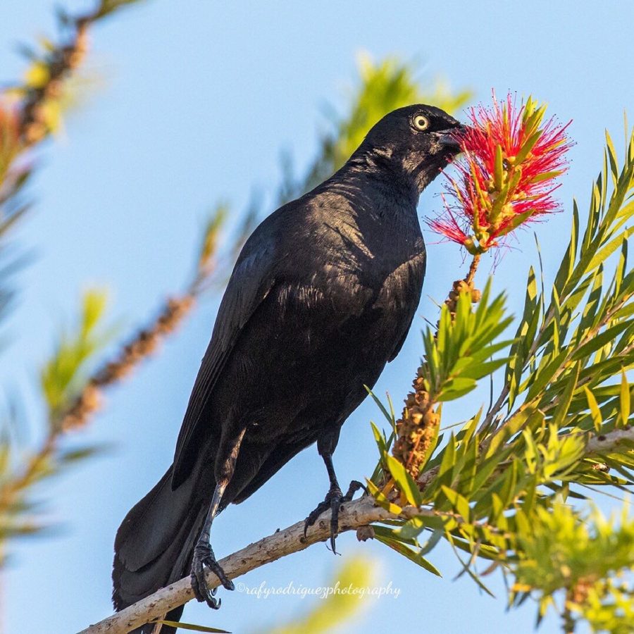 Greater Antillean Grackle in Puerto Rico (Rafy-Rodriguez)