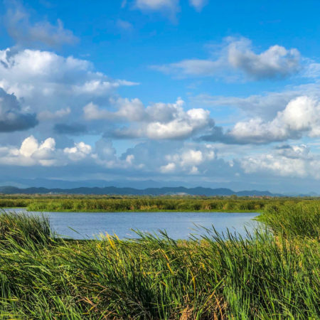 Puerto Rico wetlands