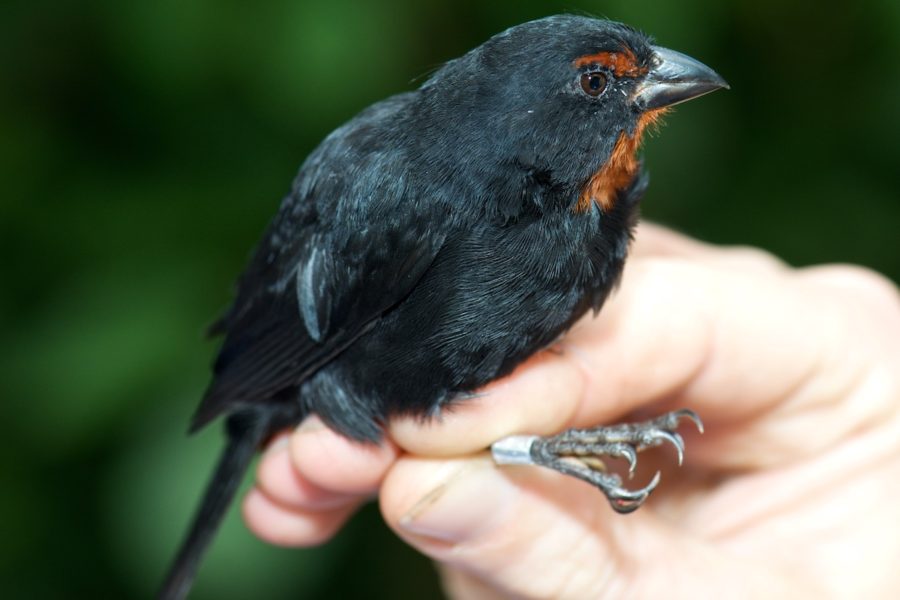 Lesser Antillean Bullfinch