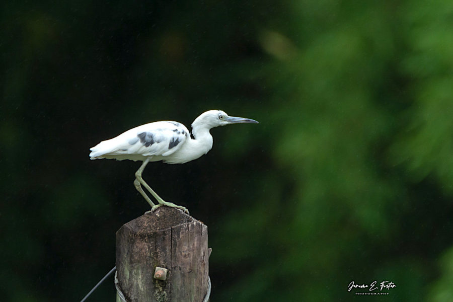 Little-Blue-Heron-Immature-molting-Jerome-Foster