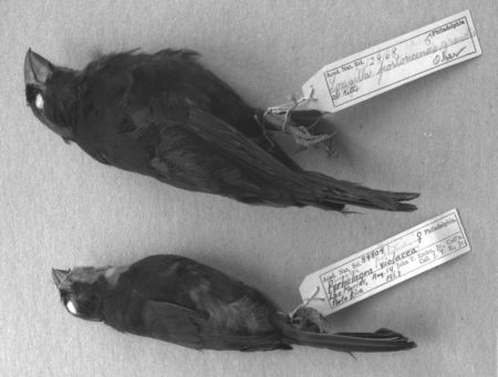 Museum-specimens-male-St Kitts-Bullfinch-and-Puerto-Rican-Bullfinch-Douglas-Wechsler