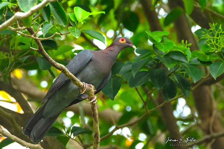 Scaly-naped Pigeon in St. Lucia (Jerome Foster)