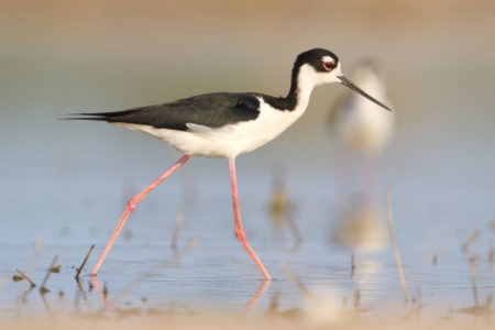 Black-necked Stilt