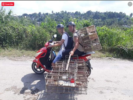 Bird hunters in Cuba heading out with their traps. 