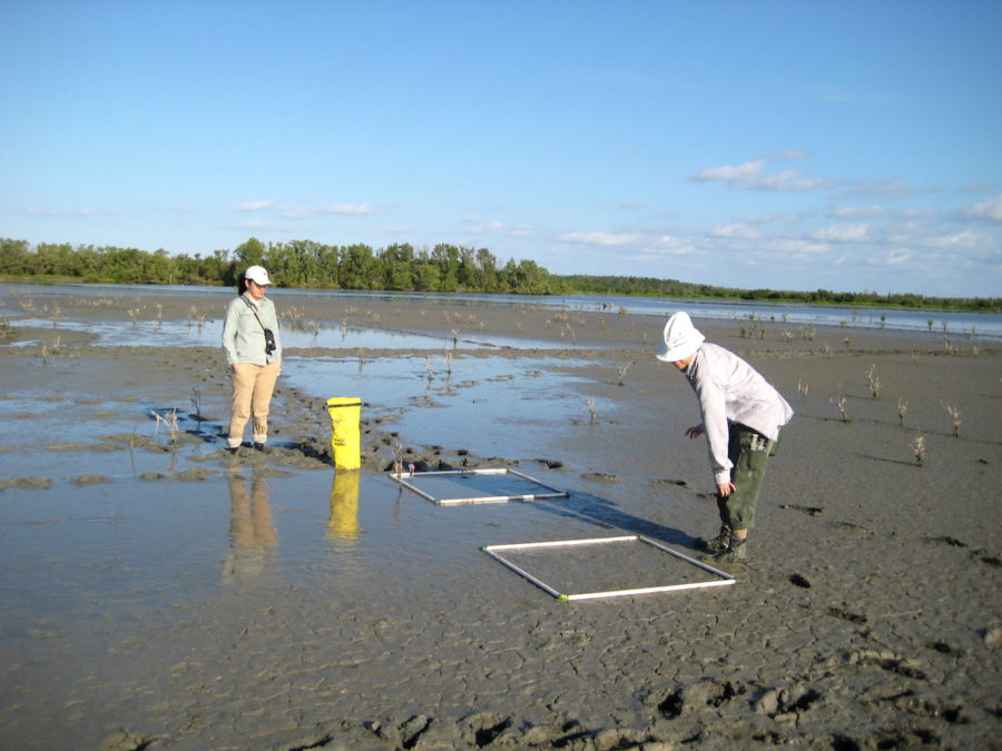 Ianela Garcia (left) and Alieny González (right) during a shorebirds habitat use study in Rïo Máximo Fauna Refuge. 