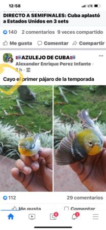 Northern Parula trapped in Cuba August 2021