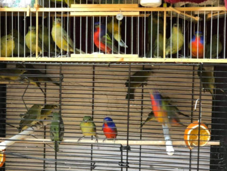 Painted Buntings in cages in Cuba - this colorful bird is a popular species for the caged bird trade.