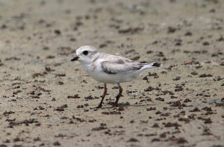 Piping Plover