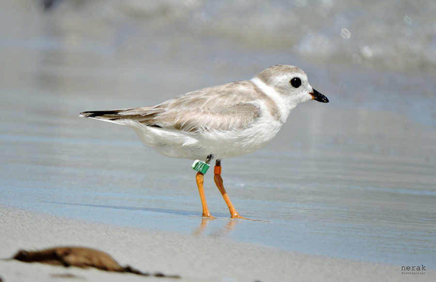 A banded Piping Plover at Guanabo Beach, Cuba, east of Havana City