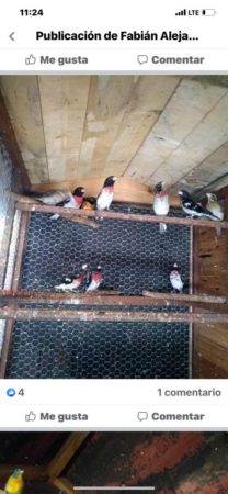 Rose-breasted Grosbeaks, a migratory warbler in a cage in Cuba, ready for sale on a private Facebook group.