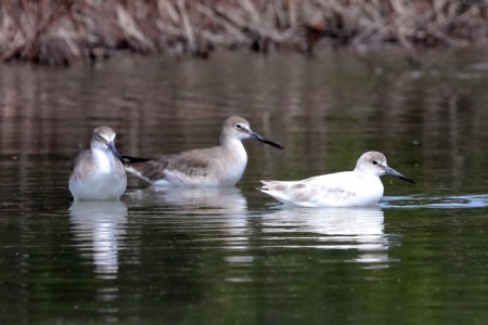 Leucistic (white) Willet, with two other Willets