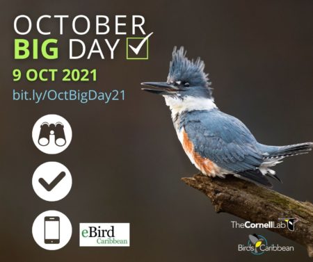 October Big Day 2021 promo graphic with kingfisher