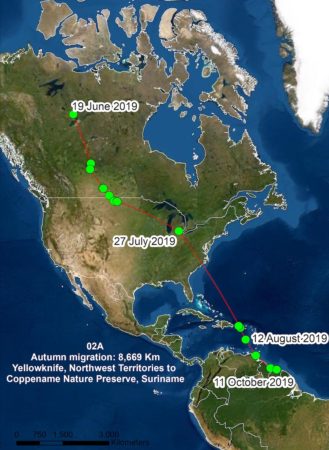 Migration map of Lesser Yellowlegs O2A