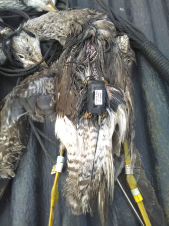 Dead Lesser Yellowlegs with GPS tag and leg bands.