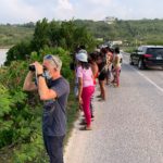 Birding by the roadside, Anguilla.