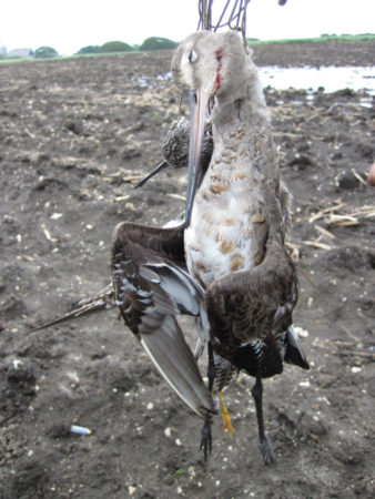 A dead Hudsonian Godwit, part of a hunters bag on Guadeloupe.