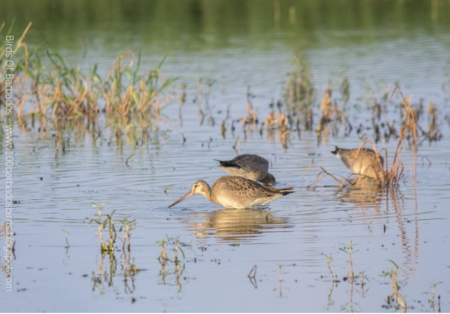 Hudsonian Godwits at Woodbourne Shorebird Refuge, Barbados.