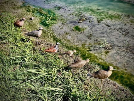 Hunting decoys, used to attract shorebirds, at a swamp in Barbados. 