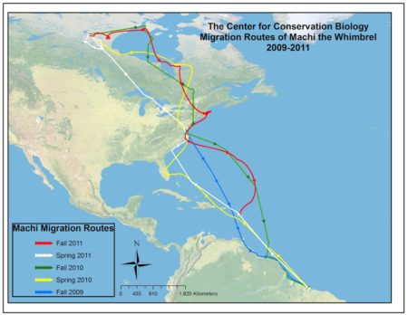 Map showing the migration of Machi, tagged with a satellite transmitter