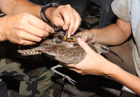 Machi, a Whimbrel, being fitted with satellite transmitter in August, 2009.