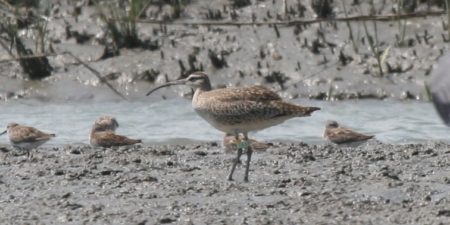Machi the Whimbrel on a Caribbean mudflat.
