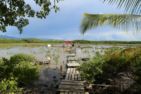 shooting swamp on Martinique - a large wetland with makeshift wood path leading to a hunting blind.