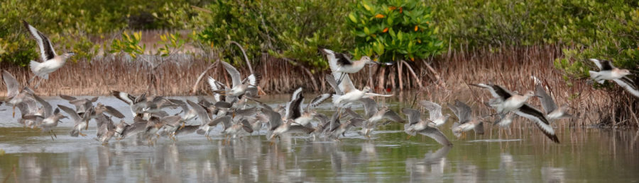 A mixed flock of shorebirds taking off, including Willets and Short-billed Dowitchers, enjoying a Caribbean wetland. 