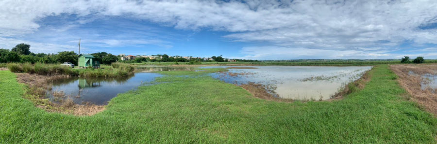 Woodbourne Shorebirds Refuge, Barbados.