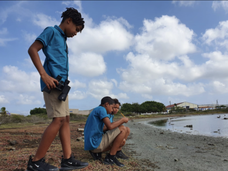 Birds Birding Bonaire