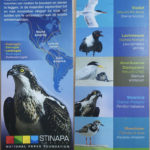 Flyer about migratory brids