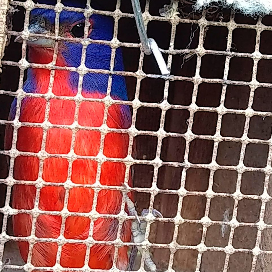 A caged Painted Bunting