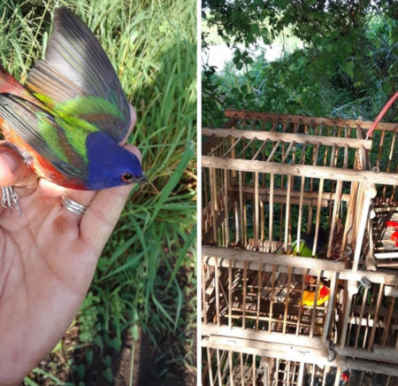 A Painted Bunting in the hand and in a cage