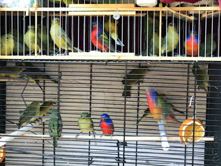 A large number of Painted Buntings being kept in a cage