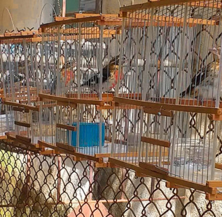 A line of cages containing Male Rose-breasted Grosbeaks