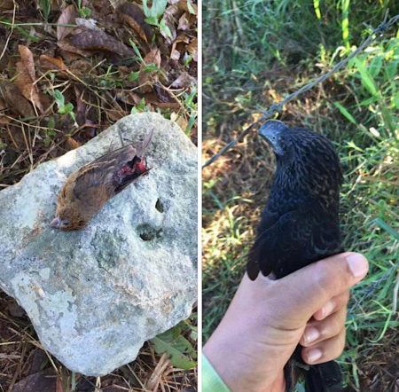 Smooth-billed Ani in hand and dead songbird