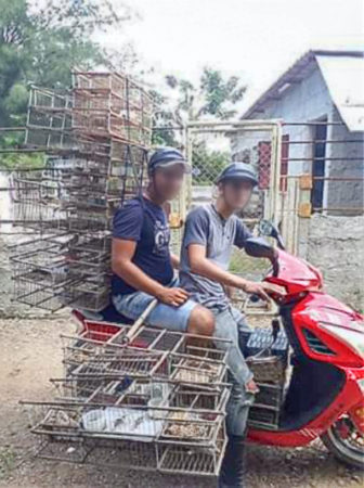 Two young men on motorbike with lots of cages