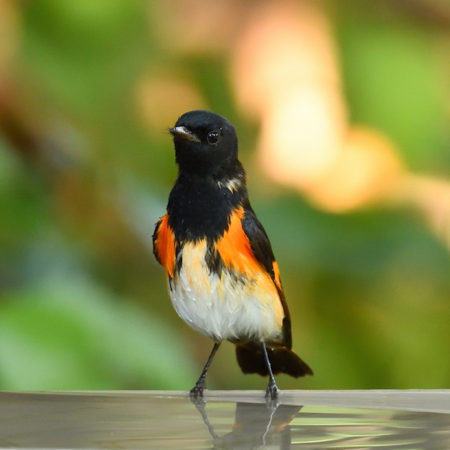 American Redstart male