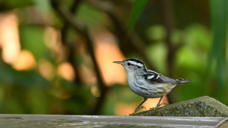 Black-and-white Warbler