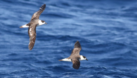 Endangered “Diablotin” or Black-capped Petrel in flight