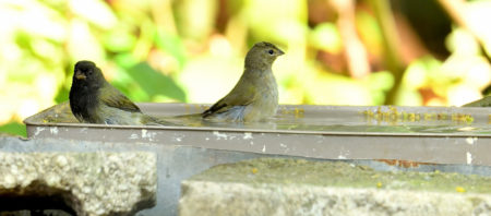 Black-faced Grassquits bathing