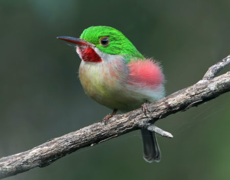 Broad-billed Tody perched on a branch