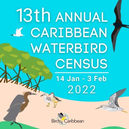 Promotional graphic for the 13th Annual Caribbean Waterbird Census