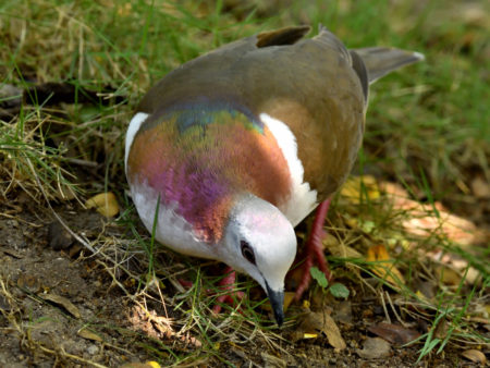 A Caribbean Dove