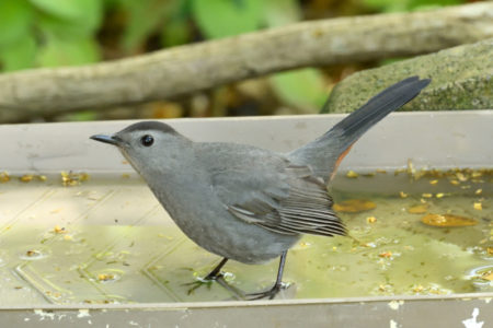 Gray Catbird