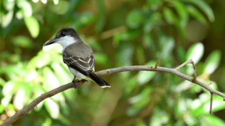 Loggerhead Kingbird