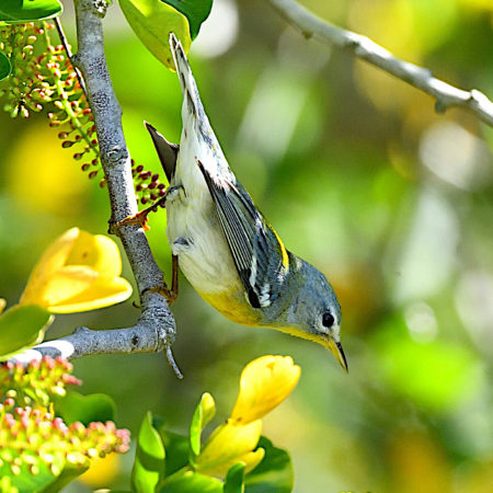 Northern Parula