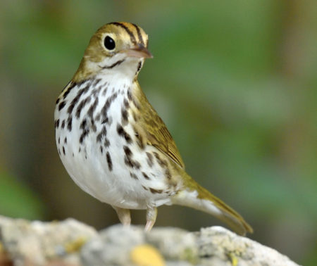 Ovenbird